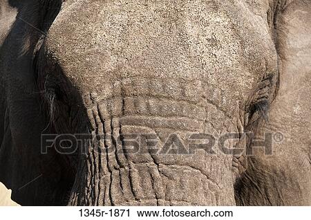 Stock Image - Close-up of an African elephant (Loxodonta africana), Abu Camp, Okavango Delta, Botswana. Fotosearch