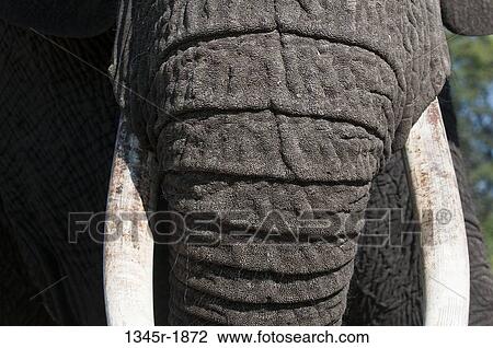 Stock Image - Close-up of an African elephant (Loxodonta africana) trunk, Abu Camp, Okavango Delta, Botswana. Fotosearch
