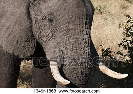 Stock Photo - Close-up of an African elephant (Loxodonta africana), Abu Camp, Okavango Delta, Botswana. Fotosearch