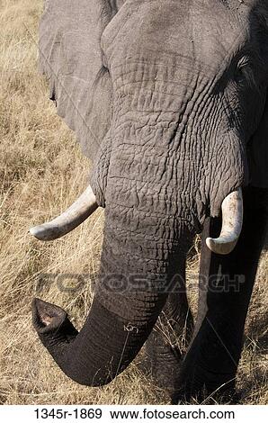 Stock Photo - Close-up of an African elephant (Loxodonta africana), Abu Camp, Okavango Delta, Botswana. Fotosearch