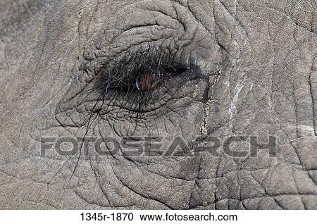 Close-up of an African elephant's (Loxodonta africana) eye, Abu Camp, Okavango Delta, Botswana View Large Photo Image Stock Image - Close-up of an African elephant's (Loxodonta africana) eye, Abu Camp, Okavango Delta, Botswana. Fotosearch