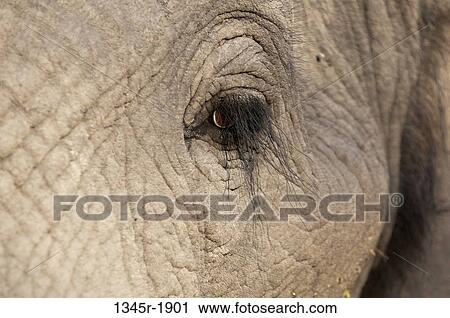 Stock Image - Close-up of an African elephant's (Loxodonta africana) eye, Abu Camp, Okavango Delta, Botswana. Fotosearch