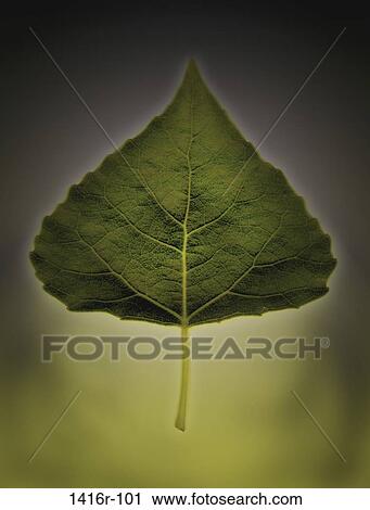 Close-up of an Aspen leaf View Large Photo Image Stock Image - Close-up of an Aspen leaf. Fotosearch