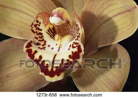 Close-up of an orchid flower View Large Photo Image Stock Photo - Close-up of an orchid flower. Fotosearch