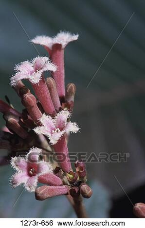 Close-up of Cinchona Tree flowers View Large Photo Image Stock Photograph - Close-up of Cinchona Tree flowers. Fotosearch