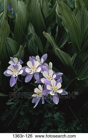 Close-up of columbines View Large Photo Image Stock Photograph - Close-up of columbines. Fotosearch