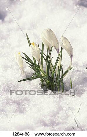 Close-up of crocuses in snow View Large Photo Image Stock Image - Close-up of crocuses in snow. Fotosearch