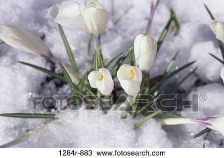 Close-up of Crocuses in the snow View Large Photo Image Stock Image - Close-up of Crocuses in the snow. Fotosearch