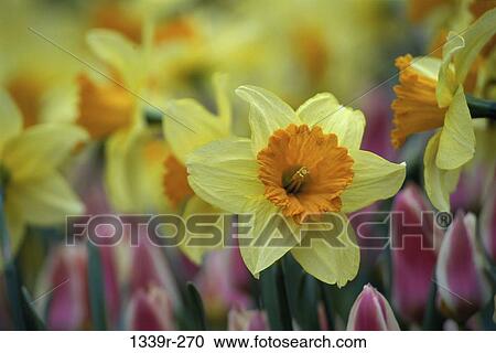 Close-up of daffodils and tulips View Large Photo Image Stock Image - Close-up of daffodils and tulips. Fotosearch
