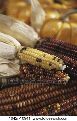 Close-up of dried Indian corn and pumpkins View Large Photo Image Stock Image - Close-up of dried Indian corn and pumpkins. Fotosearch
