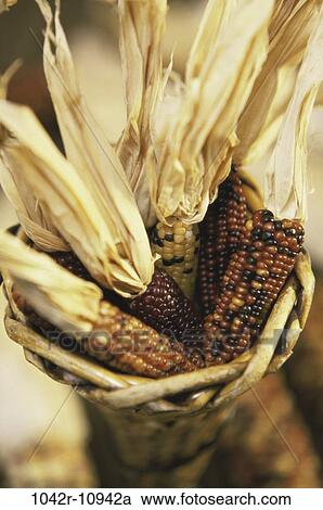 Stock Image - Close-up of dried Indian corn in a basket. Fotosearch