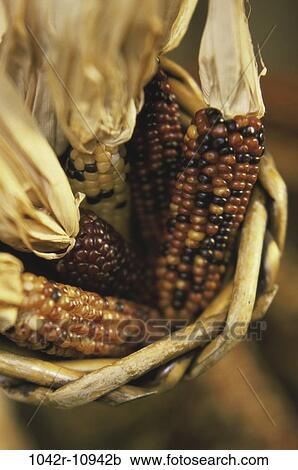 Close-up of dried Indian corn in a basket View Large Photo Image Stock Image - Close-up of dried Indian corn in a basket. Fotosearch