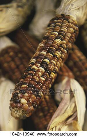 Close-up of dried Indian corn View Large Photo Image Stock Image - Close-up of dried Indian corn. Fotosearch