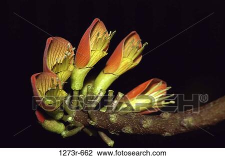 Stock Image - Close-up of Erythrina Edulis. Fotosearch