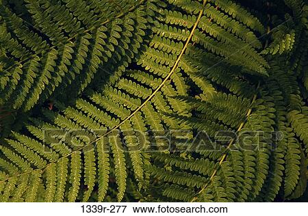 Stock Photo - Close-up of fern leaves. Fotosearch