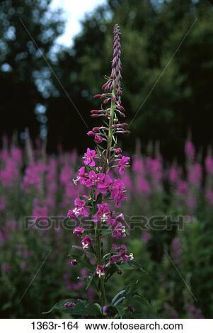 Close-up of fireweed View Large Photo Image Picture - Close-up of fireweed. Fotosearch