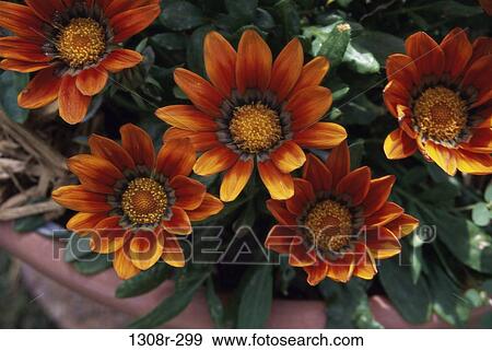 Close-up of flowers View Large Photo Image Stock Photo - Close-up of flowers. Fotosearch