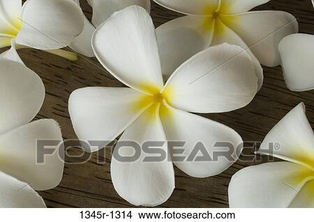 Picture - Close-up of frangipani flowers. Fotosearch