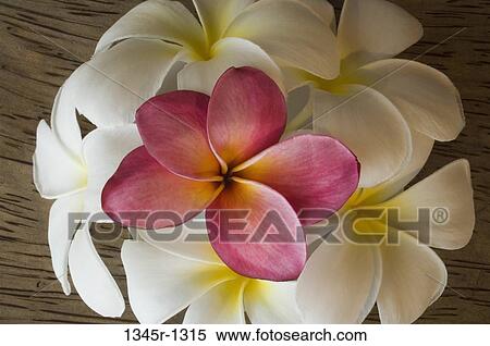 Close-up of frangipani flowers View Large Photo Image Stock Photography - Close-up of frangipani flowers. Fotosearch