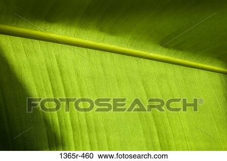 Close up of green leaf View Large Photo Image Stock Image - Close up of green leaf. Fotosearch