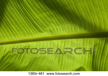 Close up of green leaf View Large Photo Image Stock Image - Close up of green leaf. Fotosearch