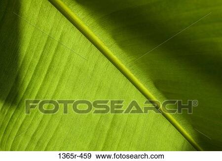 Close up of green leaf View Large Photo Image Stock Photo - Close up of green leaf. Fotosearch