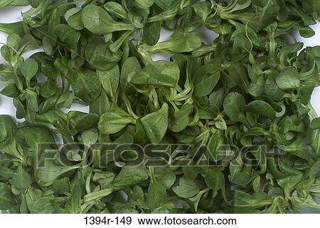 Close-up of green leaves View Large Photo Image Stock Photo - Close-up of green leaves. Fotosearch