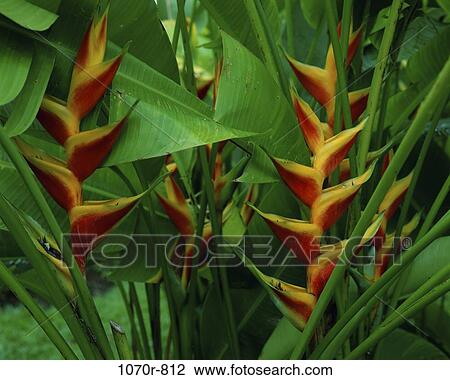 Close-up of Heliconia View Large Photo Image Stock Image - Close-up of Heliconia. Fotosearch
