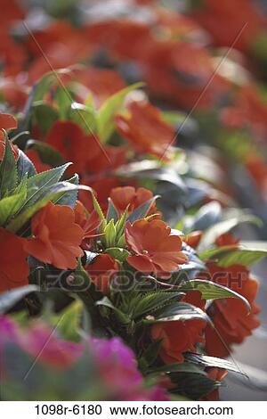 Close-up of impatiens flowers View Large Photo Image Stock Image - Close-up of impatiens flowers. Fotosearch