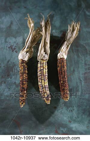 Stock Photo - Close-up of Indian corn. Fotosearch