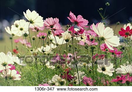 Stock Photo - Close-up of Japanese Anemones. Fotosearch