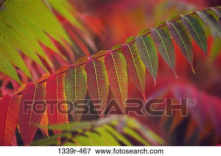 Close-up of leaves on a twig View Large Photo Image Stock Photo - Close-up of leaves on a twig. Fotosearch