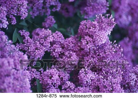 Close-up of lilac flowers View Large Photo Image Stock Photography - Close-up of lilac flowers. Fotosearch