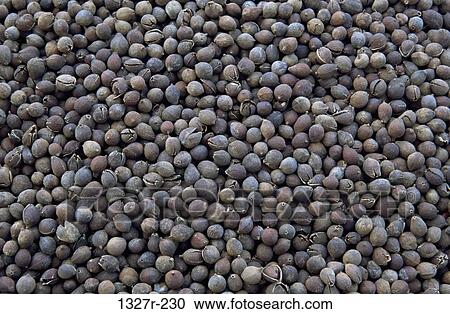 Close-up of lime seeds View Large Photo Image Stock Image - Close-up of lime seeds. Fotosearch