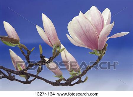Close-up of magnolia flowers View Large Photo Image Picture - Close-up of magnolia flowers. Fotosearch