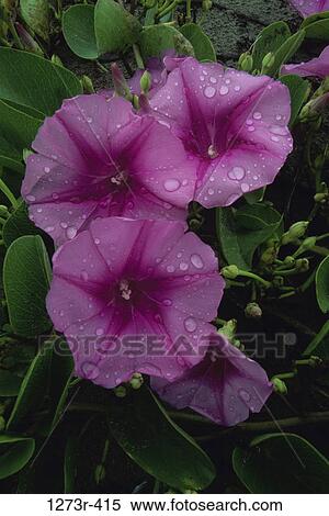 Close-up of Morning Glory flowers, Choco, Colombia View Large Photo Image Stock Photography - Close-up of Morning Glory flowers, Choco, Colombia. Fotosearch