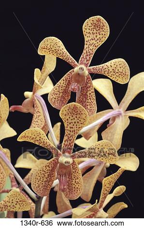 Close-up of orchid flowers View Large Photo Image Stock Photograph - Close-up of orchid flowers. Fotosearch