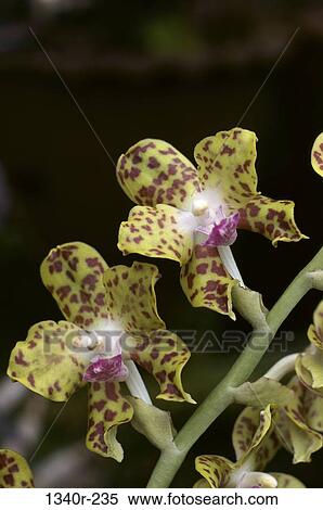 Close-up of orchid flowers View Large Photo Image Stock Photography - Close-up of orchid flowers. Fotosearch