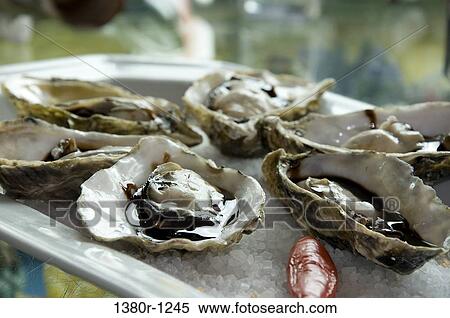 Stock Photography - Close-up of Oysters, Florianopolis, Santa Catarina, Brazil. Fotosearch