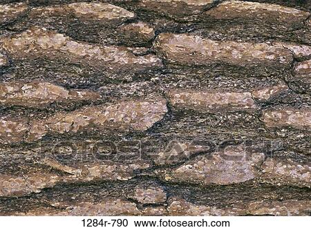 Close-up of pine bark View Large Photo Image Stock Image - Close-up of pine bark. Fotosearch