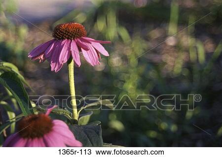 Close-up of purple coneflowers View Large Photo Image Stock Image - Close-up of purple coneflowers. Fotosearch