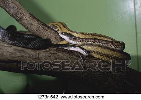 Close-up of Rat Snakes View Large Photo Image Stock Image - Close-up of Rat Snakes. Fotosearch