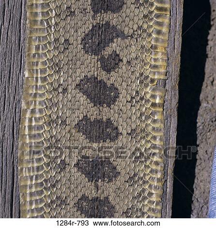 Close-up of rattlesnake skin View Large Photo Image Stock Image - Close-up of rattlesnake skin. Fotosearch