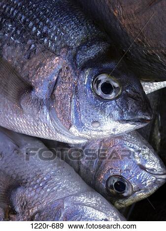 Stock Photo - Close-up of raw fish. Fotosearch