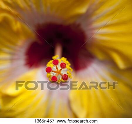 Close up of red and yellow hibiscus flower View Large Photo Image Stock Photo - Close up of red and yellow hibiscus flower. Fotosearch