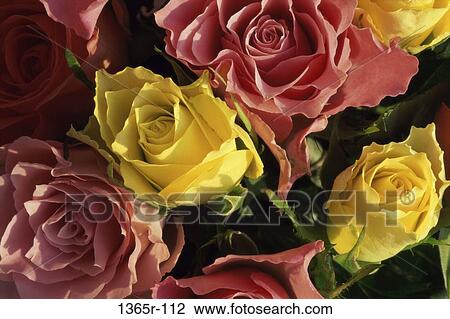 Close-up of roses View Large Photo Image Stock Image - Close-up of roses. Fotosearch
