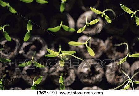 Close-up of seedlings View Large Photo Image Stock Image - Close-up of seedlings. Fotosearch
