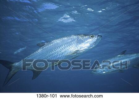 Close-up of tarpon swimming View Large Photo Image Stock Image - Close-up of tarpon swimming. Fotosearch