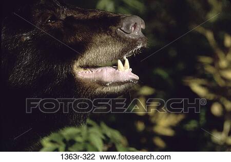 Close-up of the snout of a Black Bear View Large Photo Image Stock Image - Close-up of the snout of a Black Bear. Fotosearch