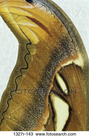 Stock Image - Close-up of the wing of a butterfly. Fotosearch